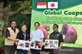 Pendiri Taman Safari Indonesia (TSI) Jansen Manansang (kedua kiri) bersama Gubernur Prefektur Ehime, Jepang Tokihiro Nakamura (kedua kanan), Direktur Konservasi Spesies dan Genetik Direktorat Jenderal Konservasi Sumber Daya Alam dan Ekosistem (KSDAE) Kementerian Kehutanan Ahmad Munawir (kanan) dan Anggota Dewan Pembina Yayasan Badak Indonesia (YABI) Dodik Widjanarko (kiri) menunjukkan dokumentasi foto orangutan Sumatera (Pongo abelii) bernama Jennifer dan Hayato saat kerjasama program Cooperative Breeding dengan Jepang di TSI, Cisarua, Bogor, Jawa Barat, Jumat (16/1/2026). TSI memperkuat kerjasama dengan Jepang dalam upaya konservasi satwa orangutan melalui program Cooperative Breeding yang bertujuan meningkatkan satwa dan hubungan baik antara Indonesia dan Jepang. ANTARA Megapolitan/Arif Firmansyah.
