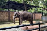 Organisasi Geopix temukan sejumlah satwa Bandung Zoo diduga stres