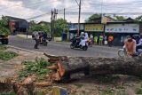 BPBD Bantul: Waspadai pohon tumbang saat hujan deras disertai angin