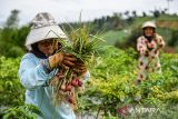 Petani memanen bawang merah di Cimenyan, Kabupaten Bandung, Jawa Barat, Senin (19/1/2026). Kementerian Pertanian menargetkan produksi bawang merah nasional pada 2026 mencapai dua juta ton yang merupakan bagian dari upaya swasembada pangan. ANTARA FOTO/Raisan Al Farisi/agr