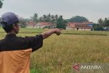 Pemkab Cianjur lakukan pendataan penyebab gagal panen di Ciranjang
