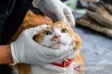 Dokter hewan memeriksa kesehatan seekor kucing sebelum memberikan vaksinasi di Kelurahan Ciumbuleuit, Bandung, Jawa Barat, Selasa (20/1/2026). Pemerintah Kota Bandung menggelar vaksinasi rabies dan pemeriksaan kesehatan hewan penular rabies melalui program Bandung Jaga Kesehatan Hewan (Bangsawan) dengan kuota 50 ekor sebagai upaya meningkatkan kewaspadaan terhadap penularan penyakit dari hewan. ANTARA FOTO/Raisan Al Farisi/agr