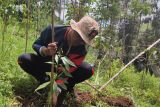 Warga Campurejo tanam 500 pohon di jalur pendakian baru Gunung Prau