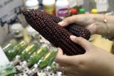 Pengunjung melihat inovasi rekayasa genetika berupa jagung hitam yang ditampilkan dalam Teknologi dan Edukasi Expo di Gedung Samantha Krida, Universitas Brawijaya, Malang, Jawa Timur, Kamis (22/1/2026). Pameran berbagai inovasi dan teknologi tersebut berlangsung hingga Minggu (25/1/2026) dengan menampilkan beragam karya inovatif, teknologi, dan robotika dari berbagai fakultas sebagai upaya memperkenalkan hasil riset dan pengembangan kepada masyarakat serta mendorong kolaborasi antara dunia akademik, industri, dan publik. Antara Jatim/Ari Bowo Sucipto