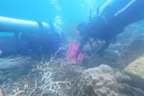 Jakarta's KepulauanSeribu transplants coral reefs