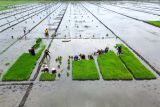 Foto udara petani menyiapkan bibit padi untuk ditanam di areal persawahan Buduran, Sidoarjo, Jawa Timur, Jumat (23/1/2026). Pemerintah berkomitmen menjaga lebih dari tujuh juta hektare sawah produktif karena bisa ditanami 1-3 kali setahun agar tidak beralih fungsi menjadi kawasan perumahan atau industri dengan perlindungan lahan dan penguatan riset pertanian utuk menuju swasembada pangan dan kesejahteraan petani. Antara Jatim/Umarul Faruq/abs