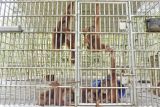Orang utan Sumatra (Pongo abelii) berada di dalam kandang tempat rehabilitasi dan pelatihan orang utan Sumatra Open Orangutan Sanctuary (OOS) Danau Alo, Bentang Alam Bukit Tigapuluh, Tanjung Jabung Barat, Jambi, Kamis (22/1/2026). OOS Danau Alo yang didirikan sejak 2008 hasil kerja sama BKSDA Jambi dengan Frankfurt Zoological Society (FZS) itu telah melepasliarkan 205 individu orang utan Sumatra di Bentang Alam Bukit Tigapuluh dan saat ini masih merawat 10 individu orang utan. ANTARA FOTO/Wahdi Septiawan/tom.