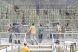 Petugas memeriksa kondisi kandang tempat rehabilitasi dan pelatihan orang utan Sumatra (Pongo abelii) di Open Orangutan Sanctuary (OOS) Danau Alo, Bentang Alam Bukit Tigapuluh, Tanjung Jabung Barat, Jambi, Kamis (22/1/2026). OOS Danau Alo yang didirikan sejak 2008 hasil kerja sama BKSDA Jambi dengan Frankfurt Zoological Society (FZS) itu telah melepasliarkan 205 individu orang utan Sumatra di Bentang Alam Bukit Tigapuluh dan saat ini masih merawat 10 individu orang utan. ANTARA FOTO/Wahdi Septiawan/tom.