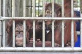 Orang utan Sumatra (Pongo abelii) berada di dalam kandang tempat rehabilitasi dan pelatihan orang utan Sumatra Open Orangutan Sanctuary (OOS) Danau Alo, Bentang Alam Bukit Tigapuluh, Tanjung Jabung Barat, Jambi, Kamis (22/1/2026). OOS Danau Alo yang didirikan sejak 2008 hasil kerja sama BKSDA Jambi dengan Frankfurt Zoological Society (FZS) itu telah melepasliarkan 205 individu orang utan Sumatra di Bentang Alam Bukit Tigapuluh dan saat ini masih merawat 10 individu orang utan. ANTARA FOTO/Wahdi Septiawan/tom.

​​​​​​​