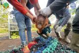 BKSDA--YIARI selamatkan bayi orangutan di kebun sawit Ketapang Kalbar