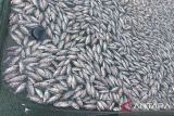 Ikan keramba jaring apung Danau Maninjau mati secara massal
