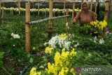 Petani memanen tanaman bunga aster (Callistephus chinensis) di kebun bunga rumahan kawasan Pasirlangu, Cisarua, Kabupaten Bandung Barat, Jawa Barat, Rabu (28/1/2026). Dalam panen tersebut, sebanyak 5000 hingga 7000 batang bunga aster dijual dengan harga Rp10 ribu per ikat (10 batang) yang dikirim ke Jakarta. ANTARA FOTO/Novrian Arbi/agr