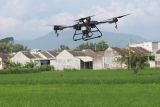 Sebuah drone pertanian menyemprotkan pupuk cair di area persawahan Desa Sambiresik, Kabupaten Kediri, Jawa Timur, Kamis (29/1/2026). Jasa layanan penyemprotan pupuk cair menggunakan drone dengan biaya Rp65 ribu per 3.500 meter persegi  tersebut banyak diminati petani karena dinilai lebih murah dan penyelesaian lebih cepat dibanding mempekerjakan buruh tani. Antara Jatim/Prasetia Fauzani/abs
