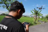 Pekerja mengoperasikan drone pertanian  untuk penyemprotan pupuk cair di area persawahan Desa Sambiresik, Kabupaten Kediri, Jawa Timur, Kamis (29/1/2026). Jasa layanan penyemprotan pupuk cair menggunakan drone dengan biaya Rp65 ribu per 3.500 meter persegi  tersebut banyak diminati petani karena dinilai lebih murah dan penyelesaian lebih cepat dibanding mempekerjakan buruh tani. Antara Jatim/Prasetia Fauzani/abs