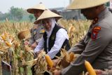 Kapolda Jawa Timur Irjen Pol Nanang Avianto (kanan), Gubernur Jawa Timur Khofifah Indar Parawansa (tengah), Wakapolda Jatim Brigjen Pol Pasma Royce (kiri) memanen jagung saat kegiatan Panen Raya Jagung Serentak Kuartal I 2026 di persawahan Desa Kedensari, Tanggulangin, Sidoarjo, Jawa Timur, Kamis (8/1/2026). Kepolisian Negara Republik Indonesia menggelar Panen Raya Jagung Serentak sebagai wujud nyata komitmen dan peran aktif Polri dalam memperkuat sinergi lintas sektor guna menjaga ketersediaan pangan nasional dan membangun kemandirian pangan serta mendukung program strategis pemerintah di bidang pertanian. ANTARA Jatim/Umarul Faruq/mas.