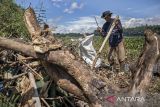 Pekerja mengambil limbah kayu di bantaran Sungai Citarum, Cihampelas, Kabupaten Bandung Barat, Jawa Barat, Senin (2/2/2026). Bening Saguling Foundation dalam satu minggu dapat mengolah 150 kilogram limbah kayu yang berasal dari Sungai Citarum menjadi 100 kilogram briket yang dijual dengan harga Rp18 ribu per kilogram serta dipasarkan ke sejumlah rumah makan dan tempat wisata di Jawa Barat. ANTARA FOTO/Abdan Syakura/agr