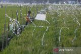 Petani mengusir hama burung pipit di lahan sawah miliknya di desa Pabean Udik, Indramayu, Jawa Barat, Selasa (3/2/2026). Badan Pusat Statistik (BPS) memproyeksikan produksi padi nasional pada periode Januari hingga Maret atau triwulan I 2026 mencapai 17,65 juta ton gabah kering giling (GKG) setara dengan 10,16 juta ton beras. ANTARA FOTO/Dedhez Anggara/agr