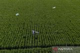 Foto udara petani mengusir hama burung pipit di lahan sawah miliknya di desa Pabean Udik, Indramayu, Jawa Barat, Selasa (3/2/2026). Badan Pusat Statistik (BPS) memproyeksikan produksi padi nasional pada periode Januari hingga Maret atau triwulan I 2026 mencapai 17,65 juta ton gabah kering giling (GKG) setara dengan 10,16 juta ton beras. ANTARA FOTO/Dedhez Anggara/agr