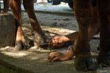Jasa salon sapi merapikan lapisan kuku ternak sapi di Pasar Hewan Terpadu (PHT) Tulungagung, Jawa Timur, Rabu (4/2/2026). Disnak Tulungagung memperketat pengawasan lalu lintas ternak sapi dan kambing yang diperdagangkan bebas penyakit mulut dan kuku (PMK), menyusul laporan kasus PMK di wilayah setempat yang tercatat mencapai 59 kasus. ANTARA Jatim/Destyan Sujarwoko/mas.