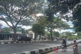 BPBD sebut 200 pohon di sepanjang ring road Bantul rawan tumbang