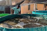 Revolusi hijau di Gang Kecana Lestari Pontianak budidaya lele 