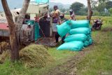 Pekerja menurunkan karung berisi gabah dari mesin pemanen padi (harvester) di sawah Desa Tanjungsari, Kecamatan Sumbergempol, Tulungagung, Jawa Timur, Rabu (11/2/2026). Penggunaan jasa sewa harvester dengan tarif sekitar Rp300 ribu per 100 ru dipilih petani karena proses panen lebih cepat dan hasil panen relatif optimal di tengah keterbatasan tenaga kerja saat musim panen. ANTARA Jatim/Destyan Sujarwoko/mas.