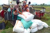 Pekerja menurunkan karung berisi gabah dari mesin pemanen padi (harvester) di sawah Desa Tanjungsari, Kecamatan Sumbergempol, Tulungagung, Jawa Timur, Rabu (11/2/2026). Penggunaan jasa sewa harvester dengan tarif sekitar Rp300 ribu per 100 ru dipilih petani karena proses panen lebih cepat dan hasil panen relatif optimal di tengah keterbatasan tenaga kerja saat musim panen. ANTARA Jatim/Destyan Sujarwoko/mas.