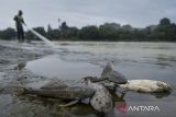 Ikan mati tergeletak di bantaran Sungai Cisadane, Kota Tangerang, Banten, Kamis (12/2/2026). Kementerian Lingkungan Hidup menemukan adanya pencemaran cairan bahan pestisida yang mengalir dari Sungai Jaletreng hingga Sungai Cisadane dengan luasan kurang lebih 22,5 kilometer meliputi wilayah Kota Tangerang Selatan, Kota Tangerang dan Kabupaten Tangerang, yang berdampak pada kematian berbagai biota akuatik. ANTARA FOTO/Putra M. Akbar/gp
