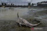 Ikan mati tergeletak di bantaran Sungai Cisadane, Kota Tangerang, Banten, Kamis (12/2/2026). Kementerian Lingkungan Hidup menemukan adanya pencemaran cairan bahan pestisida yang mengalir dari Sungai Jaletreng hingga Sungai Cisadane dengan luasan kurang lebih 22,5 kilometer meliputi wilayah Kota Tangerang Selatan, Kota Tangerang dan Kabupaten Tangerang, yang berdampak pada kematian berbagai biota akuatik. ANTARA FOTO/Putra M. Akbar/gp