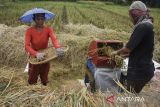 Petani dari Gapoktan Paguyuban Petani Organik merontokan padi organik di Jambansari, Kabupaten Ciamis, Jawa Barat, Jumat (13/2/2026). Pemerintah Kabupaten Ciamis merealisasikan program padi organik 2026 dengan target satu desa mengelola satu hektare lahan untuk pertanian sehat ramah lingkungan berkelanjutan. ANTARA FOTO/Adeng Bustomi/agr