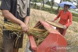 Petani dari Gapoktan Paguyuban Petani Organik merontokkan padi organik di Jambansari, Kabupaten Ciamis, Jawa Barat, Jumat (13/2/2026). Pemerintah Kabupaten Ciamis merealisasikan program padi organik 2026 dengan target satu desa mengelola satu hektare lahan untuk pertanian sehat ramah lingkungan berkelanjutan. ANTARA FOTO/Adeng Bustomi/agr
