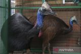Dua ekor burung kasuari gelambir ganda (Casuarius casuarius) hasil evakuasi dari salah satu tempat wisata yang sudah tidak beroperasi berada di dalam kandang saat ditunjukkan di Kantor Balai Besar Konservasi Sumber Daya Alam (BBKSDA) Jawa Barat Seksi Konservasi Wilayah I, Kota Serang, Banten, Senin (16/2/2026). BBKSDA Jawa Barat Seksi Konservasi Wilayah I mengevakuasi dua ekor satwa dilindungi berjenis kelamin jantan berumur sekitar 3-4 tahun tersebut dalam kondisi sehat yang kemudian akan direhabilitasi sebelum dilepasliarkan ke habitat asalnya. ANTARA FOTO/Angga Budhiyanto/gp