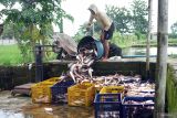 Pekerja memanen ikan patin di kolam budidaya yang dikelola BUMDes Jabalsari, Desa Jabalsari, Tulungagung, Jawa Timur, Rabu (18/2/2026). Harga jual ikan patin di tingkat pembudidaya setempat turun dari kisaran Rp24 ribu per kilogram menjadi sekitar Rp19 ribu per kilogram seiring meningkatnya pasokan ikan konsumsio menjelang Ramadhan.  ANTARA Jatim/Destyan Sujarwoko/mas.