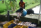 Pekerja memanen ikan patin di kolam budidaya yang dikelola BUMDes Jabalsari, Desa Jabalsari, Tulungagung, Jawa Timur, Rabu (18/2/2026). Harga jual ikan patin di tingkat pembudidaya setempat turun dari kisaran Rp24 ribu per kilogram menjadi sekitar Rp19 ribu per kilogram seiring meningkatnya pasokan ikan konsumsio menjelang Ramadhan.  ANTARA Jatim/Destyan Sujarwoko/mas.