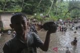 Seorang anak menunjukkan ikan hasil tangkapannya saat tradisi Marak di Situ Citaman, Desa Tamansari, Baros, Kabupaten Serang, Banten, Rabu (18/2/2026). Tradisi Marak atau menangkap ikan bersama-sama saat air di Situ Citaman dikuras tersebut diikuti ratusan warga dalam rangka menyambut bulan suci Ramadhan 1447 Hijriah sekaligus menjadi ajang silaturahim antar warga. ANTARA FOTO/Angga Budhiyanto/gp