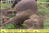 Kemenhut melaporkan kematian gajah diduga akibat kawat listrik di Aceh