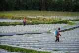 Petani menyemprotkan pupuk di Desa Supiturang, Lumajang, Jawa Timur, Rabu (25/2/2026). Sejumlah petani di wilayah tersebut mulai menanam cabai meskipun masih memasuki musim penghujan dikarenakan telah masuk waktu rotasi tanaman yang biasa dilakukan 4-5 bulan sekali untuk menjaga kesuburan tanah dan melihat permintaan cabai yang tinggi sejak sepekan terakhir. ANTARA Jatim/Irfan Sumanjaya/mas.