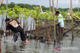 Pertamina lakukan rehabilitasi mangrove di Benoa Bali