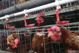 Seekor ayam meminum air yang diberikan secara otomatis di dalam Smart Kandang di kemuncak gedung Telkom University Surabaya, Jawa Timur, Kamis (5/3/2026). Smart Kandang yang dilengkapi dengan panel box tersebut dirancang untuk membantu peternak ayam dalam pemberian makan dan minum secara otomatis serta memantau kondisi kelembapan kandang sehingga pengelolaan peternakan menjadi lebih efisien, presisi, dan modern. ANTARA Jatim/Moch Asim.