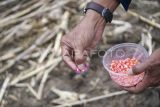Warga menanam bibit jagung di areal persawahan Harapan Baru, Loa Janan Ilir, Samarinda Seberang, Samarinda, Kalimantan Timur, Sabtu (7/3/2026). Polda Kalimantan Timur menargetkan perluasan lahan tanam jagung hingga 1.600 hektare guna menyukseskan Asta Cita Presiden Prabowo Subianto dalam mewujudkan target swasembada jagung 2026 dengan proyeksi produksi mencapai 18 juta ton pipilan kering. Antara Kaltim/M Risyal Hidayat