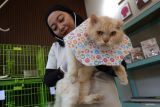Dokter hewan memeriksa kondisi kesehatan kucing di penitipan hewan peliharaan House of Allovet di Kabupaten Kediri, Jawa Timur, Kamis (19/3/2026). Dokter hewan yang membuka jasa penitipan hewan peliharaan berkapasitas 12 kandang tersebut menjelang Hari Raya Idul Fitri terisi penuh dengan tarif Rp35 ribu per hari sekaligus menerima jasa pengobatan hewan sakit dengan tarif bervariasi tergantung jenis dan kondisi kesehatan hewan. Antara Jatim/Prasetia Fauzani/abs