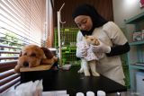 Dokter hewan mengoleskan obat pada bagian leher kucing yang terluka di penitipan hewan peliharaan House of Allovet di Kabupaten Kediri, Jawa Timur, Kamis (19/3/2026). Dokter hewan yang membuka jasa penitipan hewan peliharaan berkapasitas 12 kandang tersebut menjelang Hari Raya Idul Fitri terisi penuh dengan tarif Rp35 ribu per hari sekaligus menerima jasa pengobatan hewan sakit dengan tarif bervariasi tergantung jenis dan kondisi kesehatan hewan. Antara Jatim/Prasetia Fauzani/abs