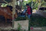 Bangka Barat pastikan stok ternak kurban mencukupi