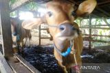 Kutim gencar lakukan vaksinasi guna kembalikan populasi 24.000 sapi
