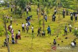 OIKN dan Pebanas tanam 1.153 pohon di ruang terbuka hijau KIPP IKN