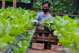 Pemkot Cimahi perkuat ketersediaan pangan lewat urban farming saat kemarau
