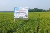 Distan Lebak siapkan 201 pompa air untuk hadapi musim kemarau