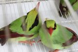 DPRD Jabar dorong burung ekek keling Sunda jadi maskot daerah