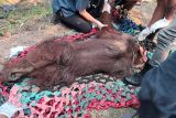 Kemenhut evakuasi orangutan dalam kondisi lemah di Ketapang, Kalbar