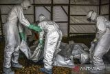 Ebola di Kongo meningkat jadi 6.100 kasus